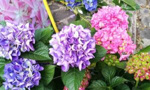 Torna, sulle rive del lago di Bolsena, la Festa delle Ortensie