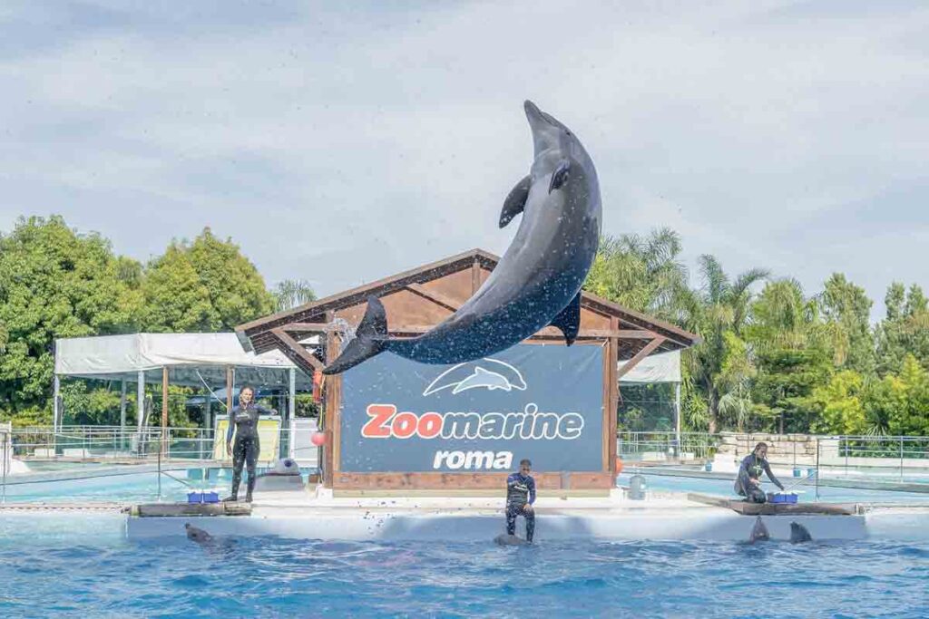 Zoomarine riapre dal 20 giugno: 400.000 metri quadrati di divertimento in grande sicurezza