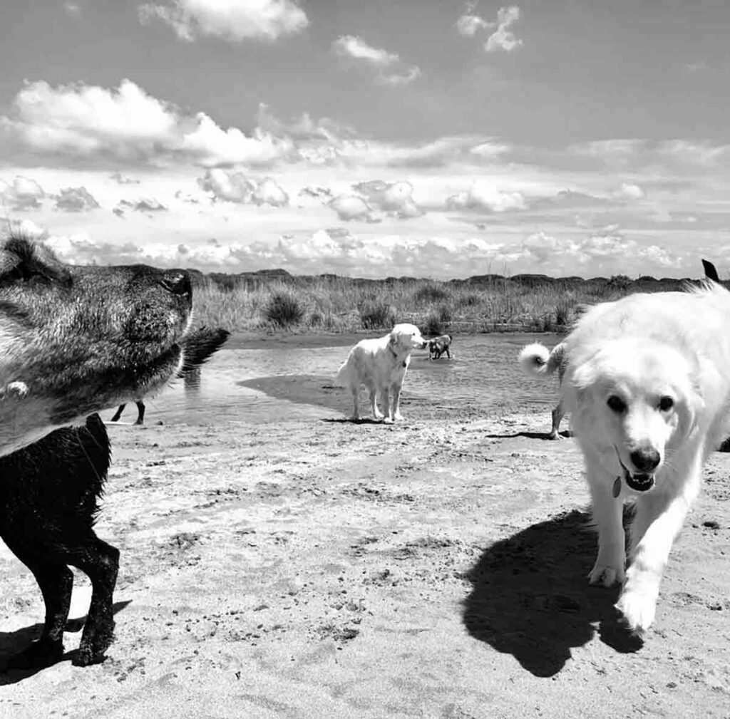 Baubeach: aperte le iscrizioni ai nuovi corsi di Dog Management Turistico