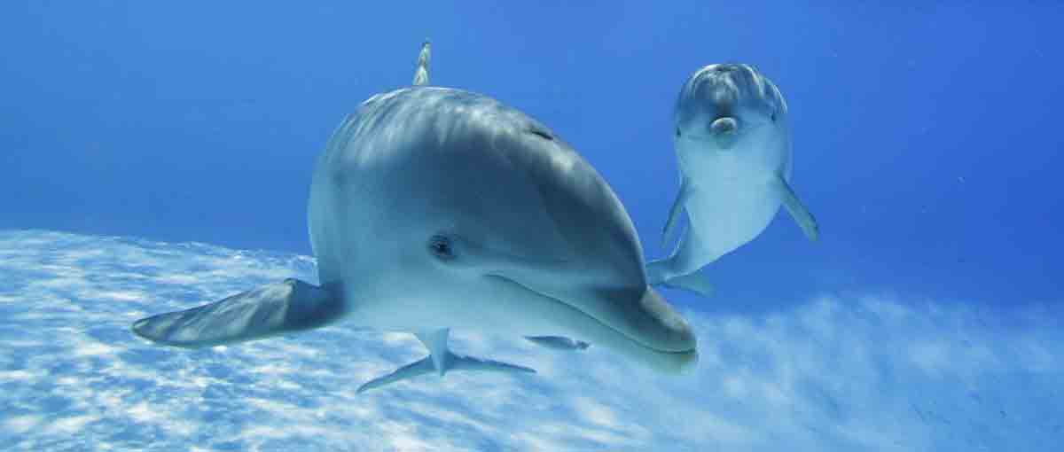 Corso di primo soccorso per delfini spiaggiati o a rischio spiaggiamento 2 Delfini