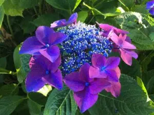 Festa delle Ortensie - XXV edizione a Bolsena