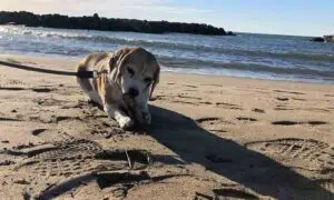 Torna a Sabaudia il Sabau Beach