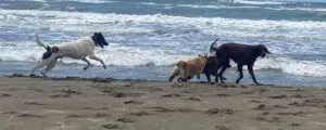 Ferragosto e dintorni al Baubeach: un percorso su libertà ed empatia con workshop, giochi d'acqua, mostre e attività