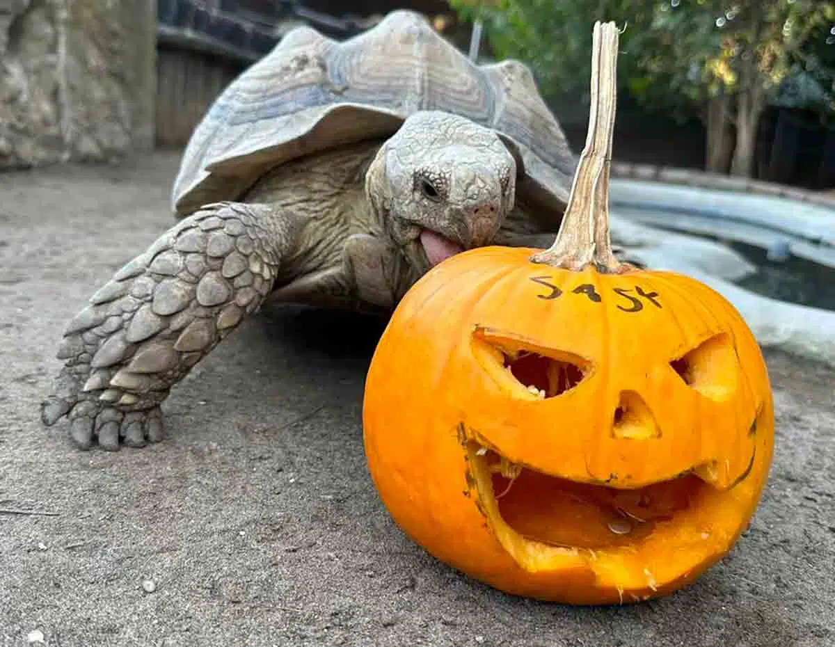 "Welcome Halloween" a Zoomarine 3 "Welcome Halloween" a Zoomarine