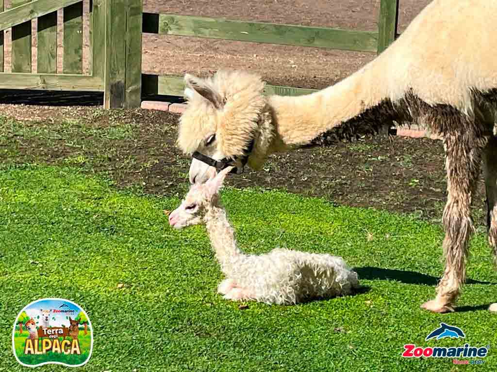 Piccoli esploratori crescono con l'apertura di Zoomarine Discovery 2 Alpaca - Zoomarine Discovery