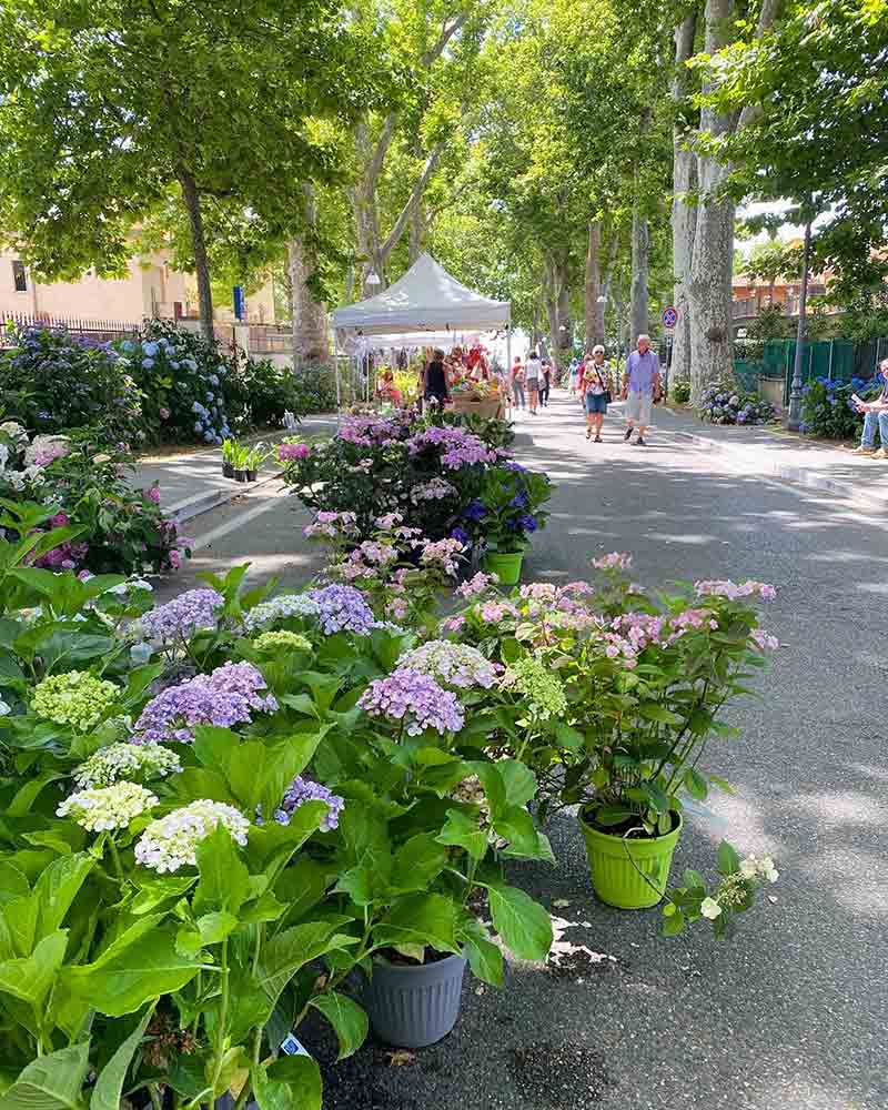Torna a Bolsena la Festa delle Ortensie 2 Festa delle Ortensie 2024