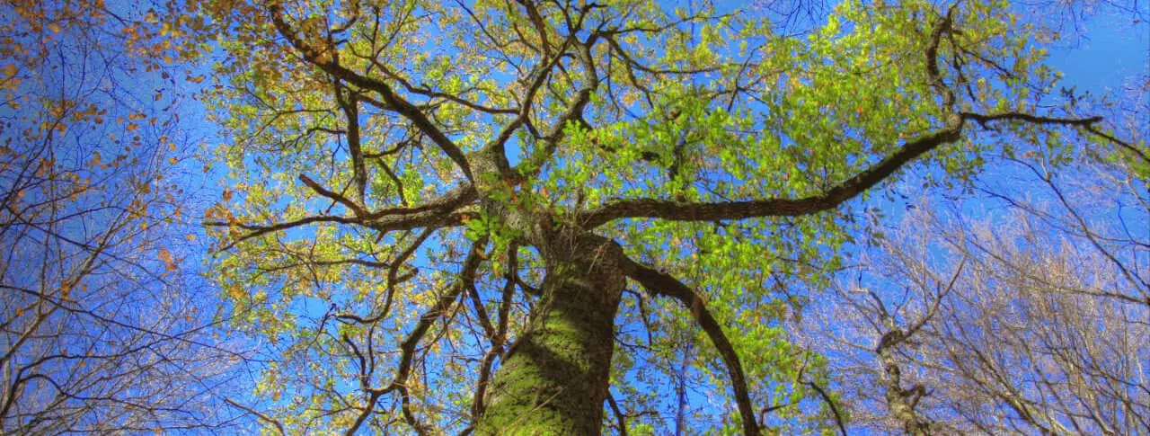 Quercia