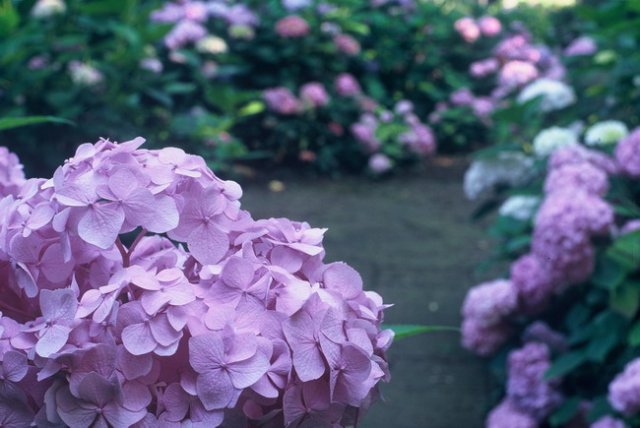 Giardini della Landriana