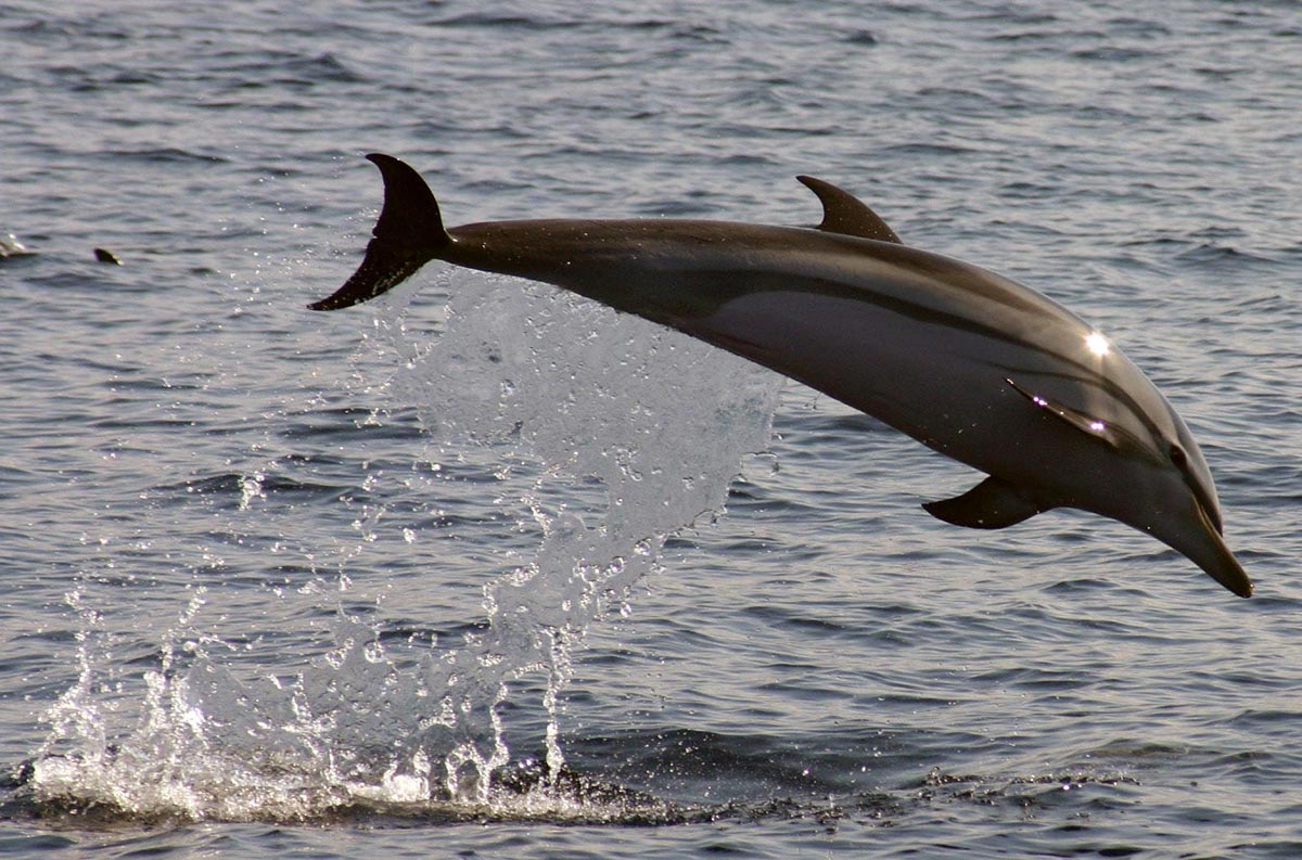 delfino